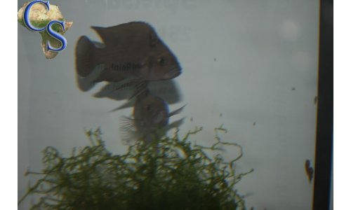 Variabilichromis moorii